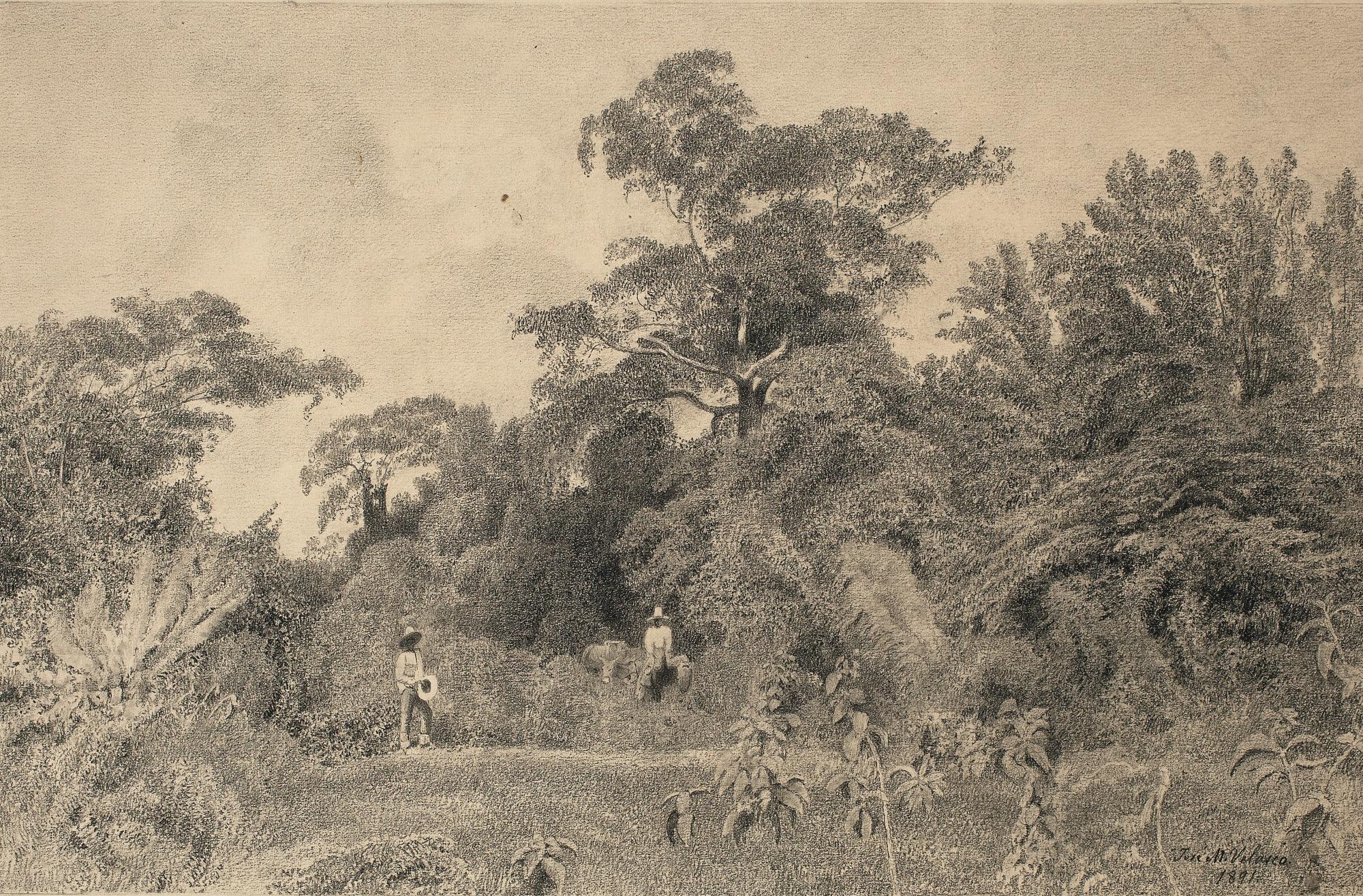 José María Velasco - Paisaje Veracruzano (Bosque De Cempoala)