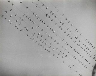 Josef Albers - Birds, 1930S