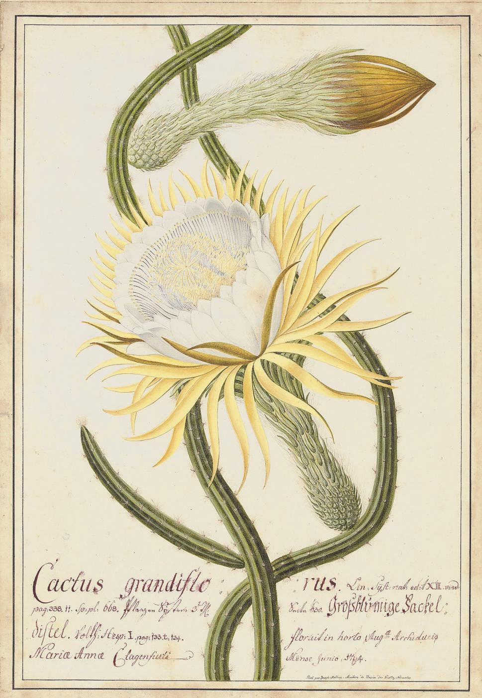 Josef Melling - Cactus grandiflorus (Selenicereus grandiflorus)