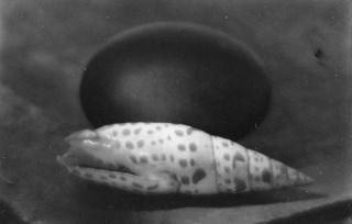 Josef Sudek - Egg and Shell