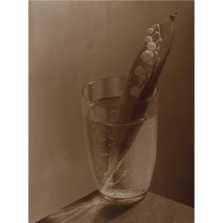 Josef Sudek - \'Konvalinka\' (Lily Of The Valley)