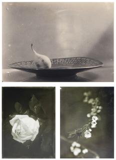 Josef Sudek - Pear On A Crooked Plate (I), Rose (Ii) And Blossom (Iii)