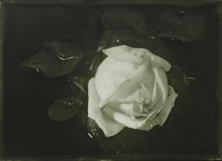 Josef Sudek - Rose, 1967Vintage Silver Print, Signed, Dated And Dedicated In The Lower Black Margin.