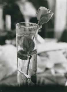 Josef Sudek - Rose in Glass, 1975