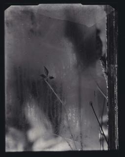 Josef Sudek - Sans Titre, Vers 1950