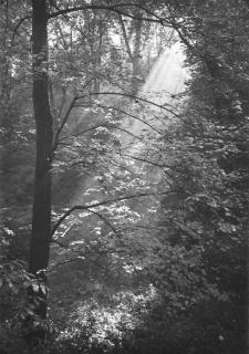 Josef Sudek - The Stag Moat at Prague Castle