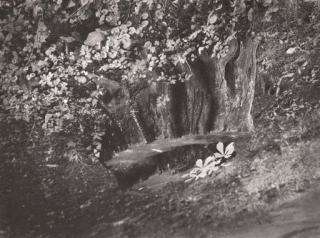 Josef Sudek - Untitled (Chestnut leaves)