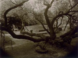 Josef Sudek - Untitled, from A Walk in the Magic Garden, c. 1956