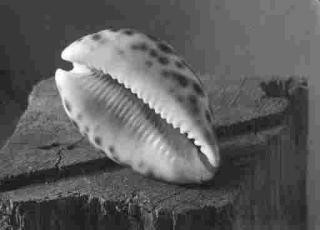 Josef Sudek - Untitled (Shell on woodblock) (1950s)