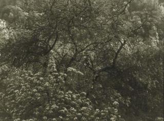 Josef Sudek - Wooded garden