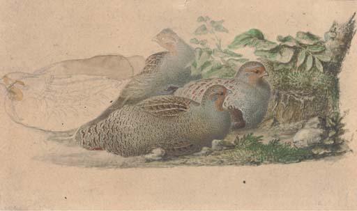 Josef Wolf - Nesting partridges recto and a falcon verso