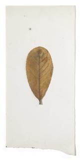 Joseph Beuys - Laurocerasus