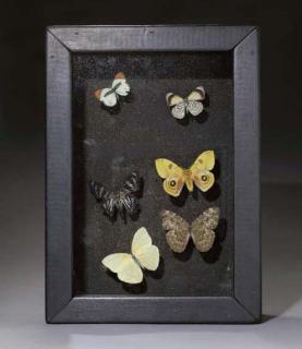 Joseph Cornell - Butterfly Box