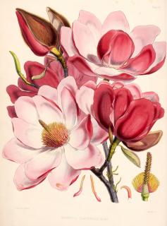 Joseph Dalton Hooker - Illustrations of Himalayan plants, London, 1855, original boards