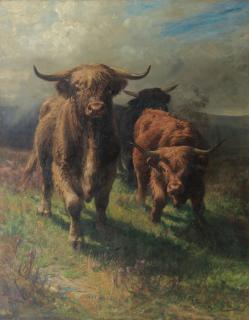 Joseph Denovan Adam Jnr - Highland Cattle