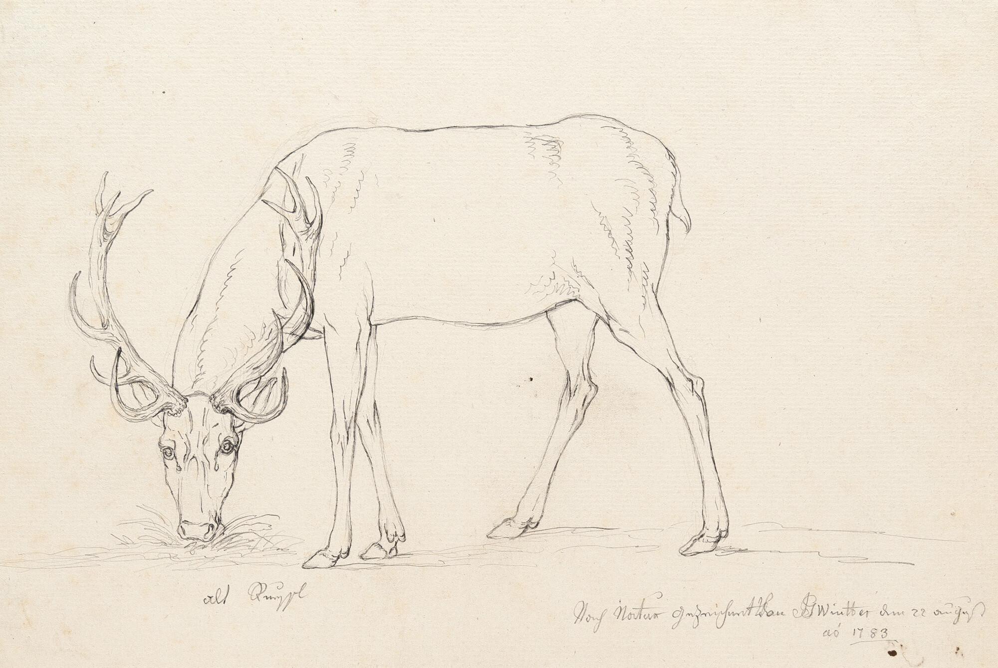 Joseph Georg Winter - 2 Bll.: Hirsche im Münchner Hirschgarten