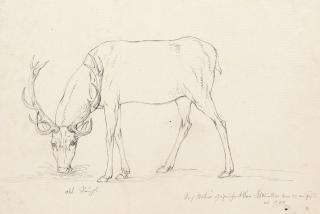 Joseph Georg Winter - 2 Bll.: Hirsche im Münchner Hirschgarten