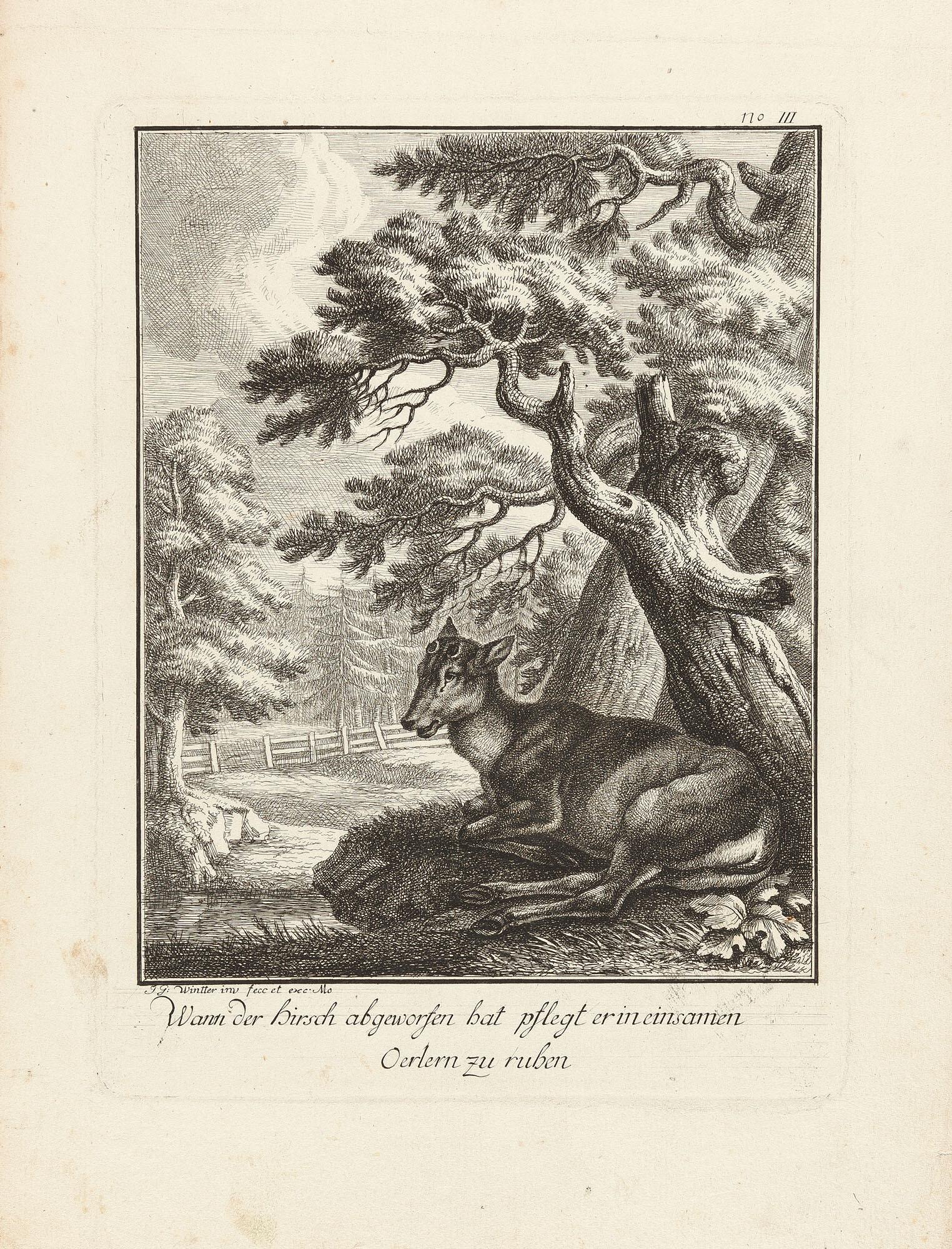 Joseph Georg Winter - Folge von 12 Bll.: Das Aufsetzen oder Wachstum des Hirschgeweihs.