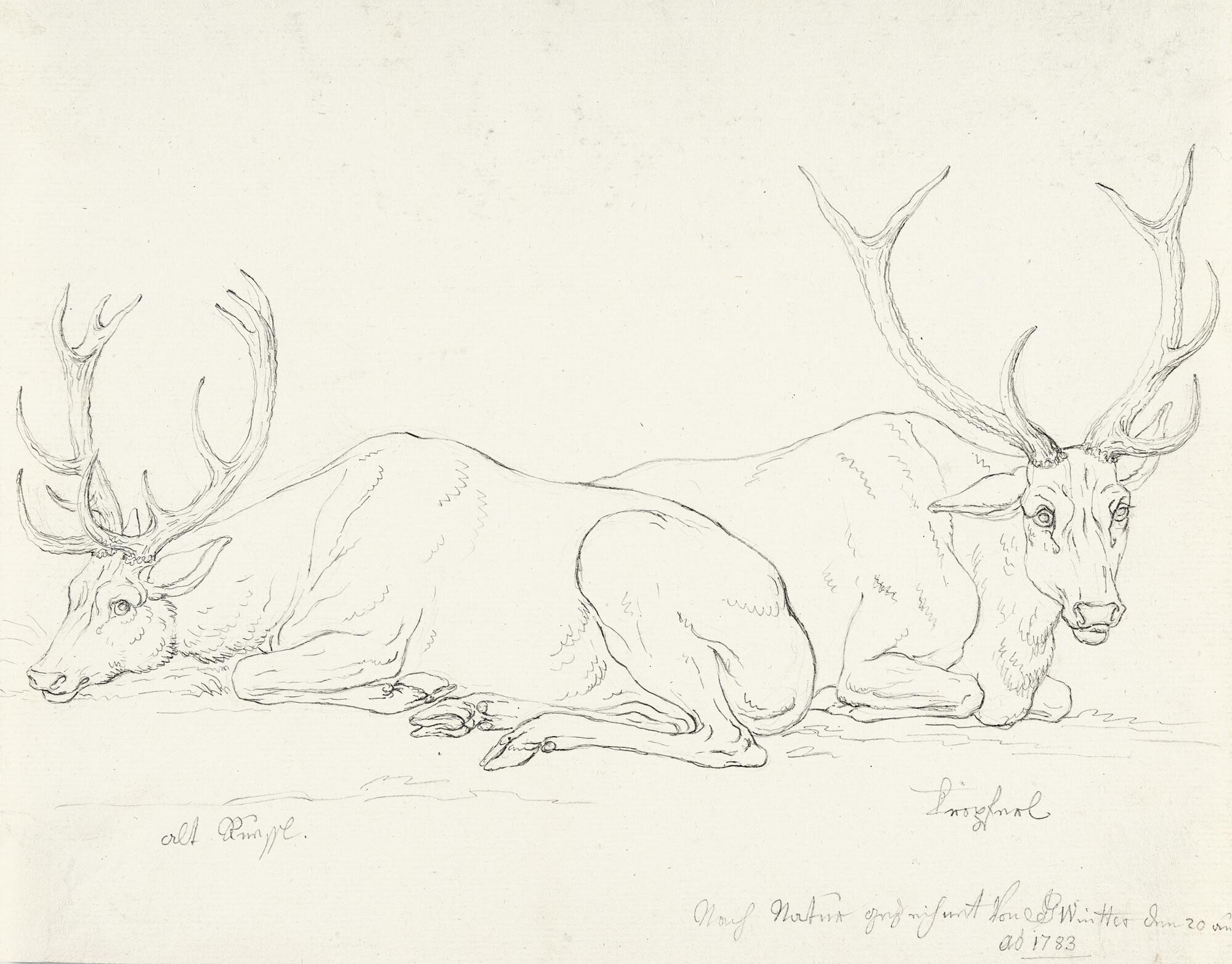 Joseph Georg Winter - Zwei liegende Hirsche im Münchner Hirschgarten