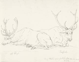 Joseph Georg Winter - Zwei liegende Hirsche im Münchner Hirschgarten