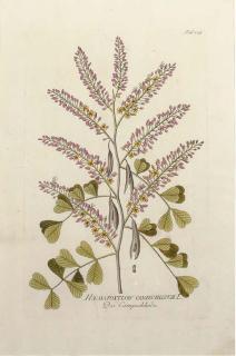 Joseph Jacob Von Plenck - Icones plantarum medicinalium: Eight Plates