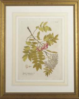 Joseph Jacob von Plenck - Icones Plantarum Medicinalium: Six Plates