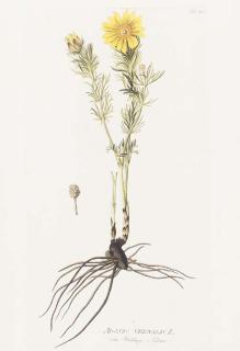 Joseph Jakob von Plenck - Icones Plantarum Medicinalium: Eight Plates