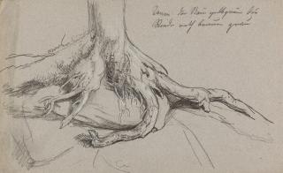 Joseph Karl Stieler - Studie: Wurzel einer Tanne.