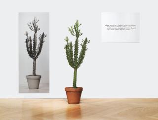 Joseph Kosuth - One And Three Plants