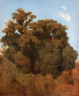 Joseph Magnus Stäck - Study of trees, Arricia