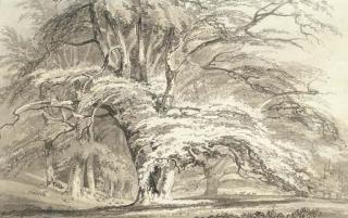 Joseph Mallord William Turner, R.A. - Beech Trees at Cassiobury Park, Hertfordshire