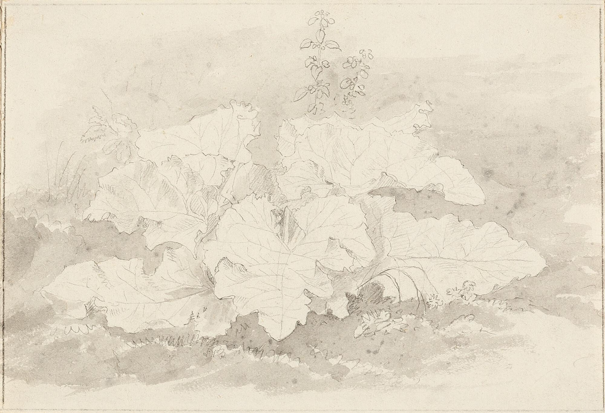 Joseph Rebell - 3 Bll.: Pflanzenstudien.