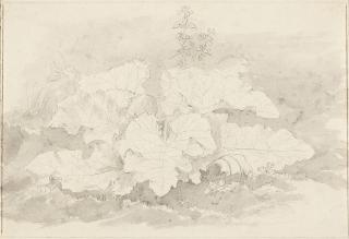 Joseph Rebell - 3 Bll.: Pflanzenstudien.