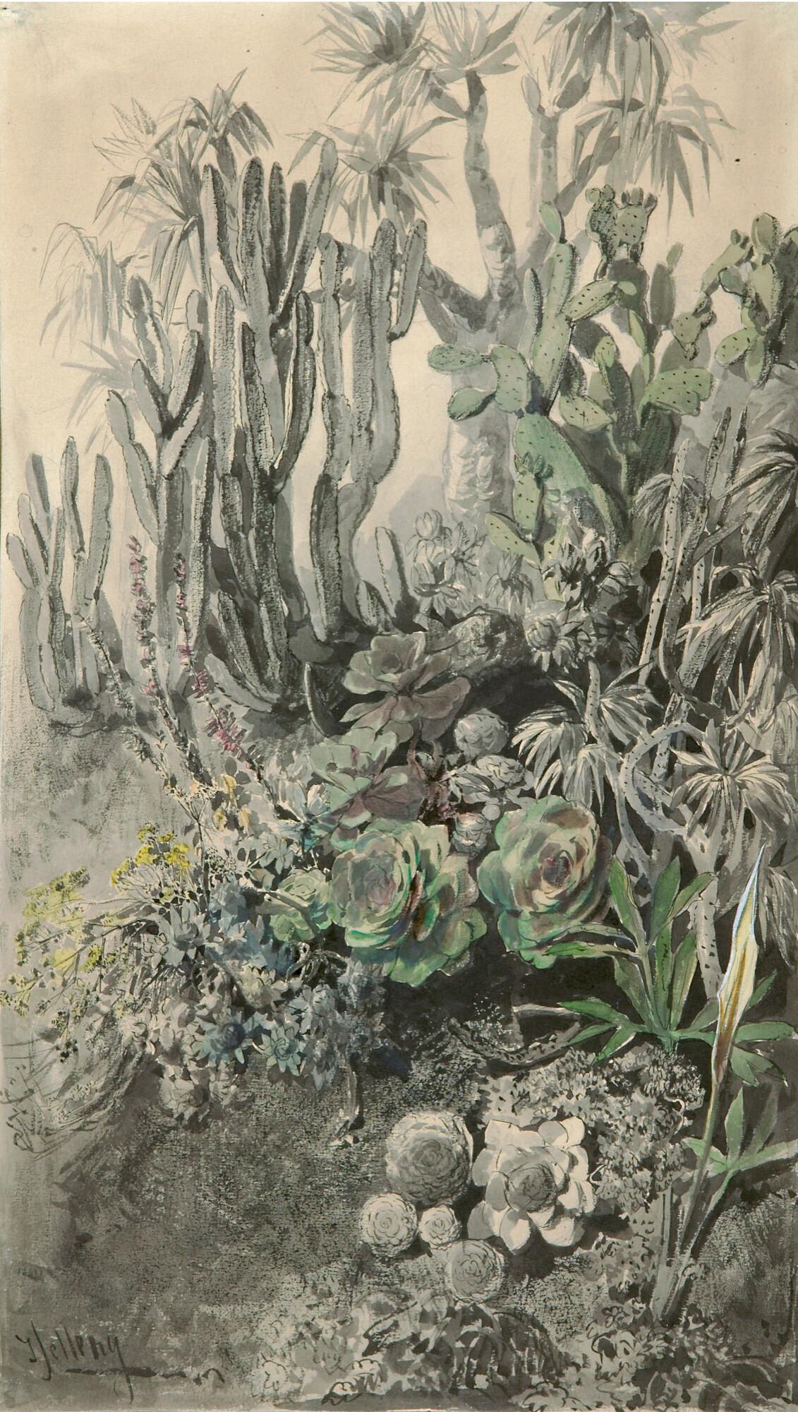 Joseph Selleny - Kakteen und Sukkulenten.