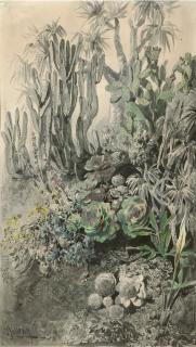 Joseph Selleny - Kakteen und Sukkulenten.