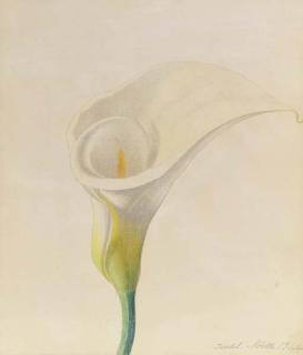 Joseph Stella - Calla Lily