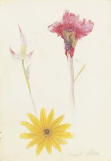 Joseph Stella - Flowers