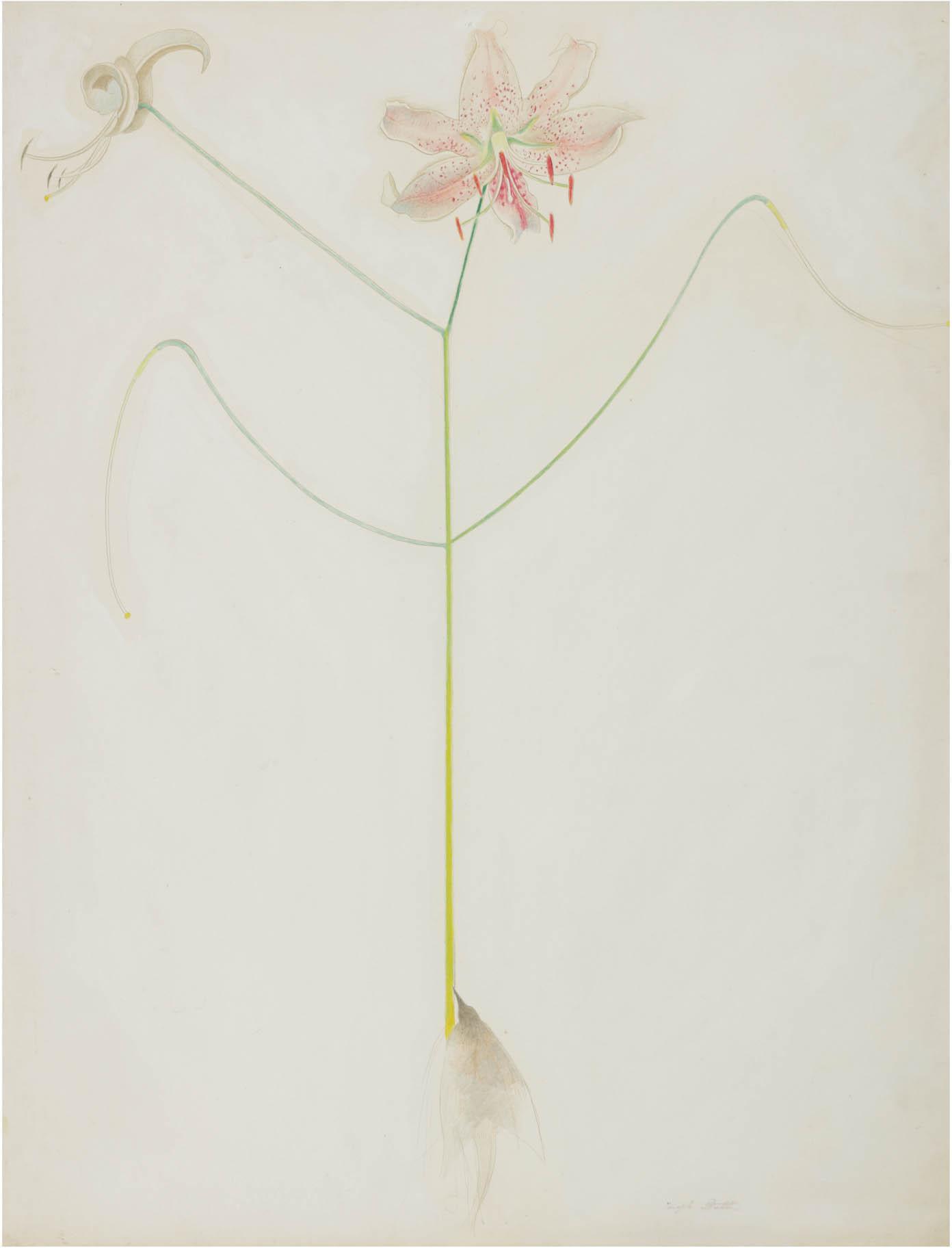 Joseph Stella - Lily and Bird