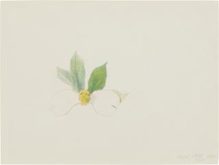 Joseph Stella - Pink Pods and Leaves