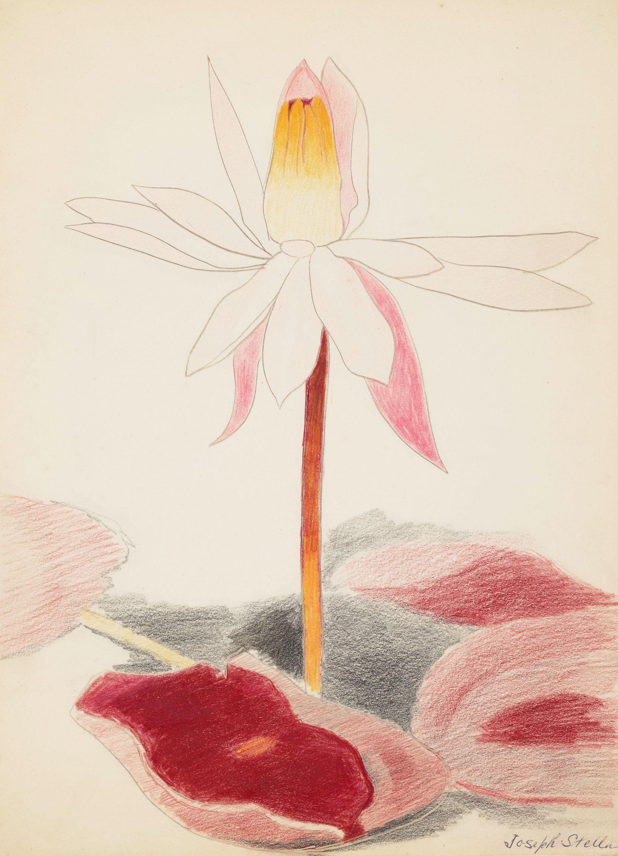 Joseph Stella - Water Lily Blossom