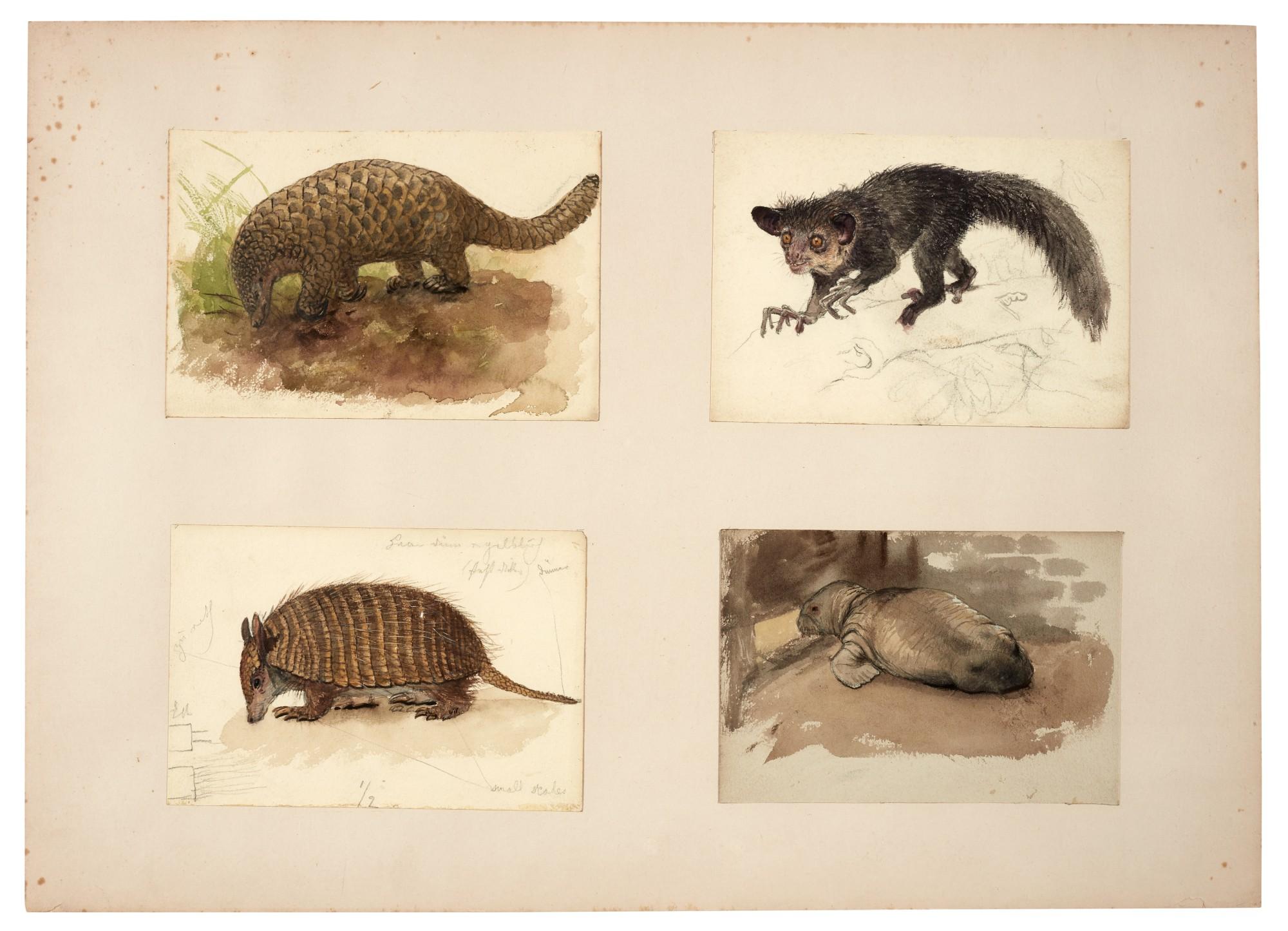 Joseph Wolf - 120 original drawings of animals