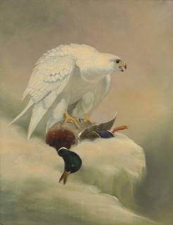 Joseph Wolf - Gyrfalcon and mallard