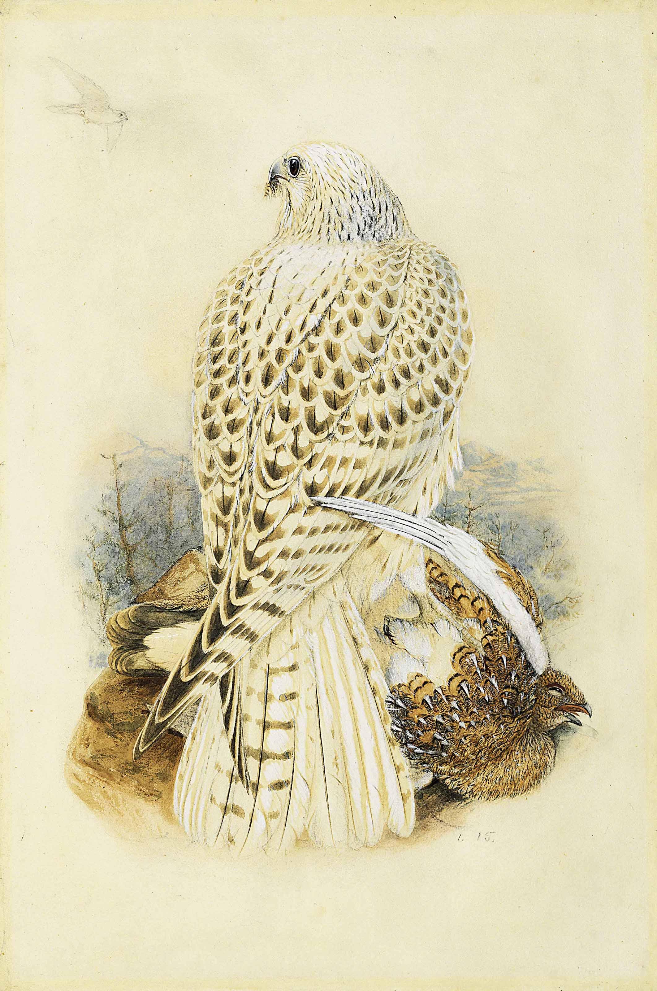 Joseph Wolf - Gyrfalcon