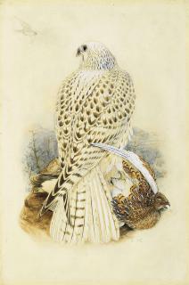 Joseph Wolf - Gyrfalcon