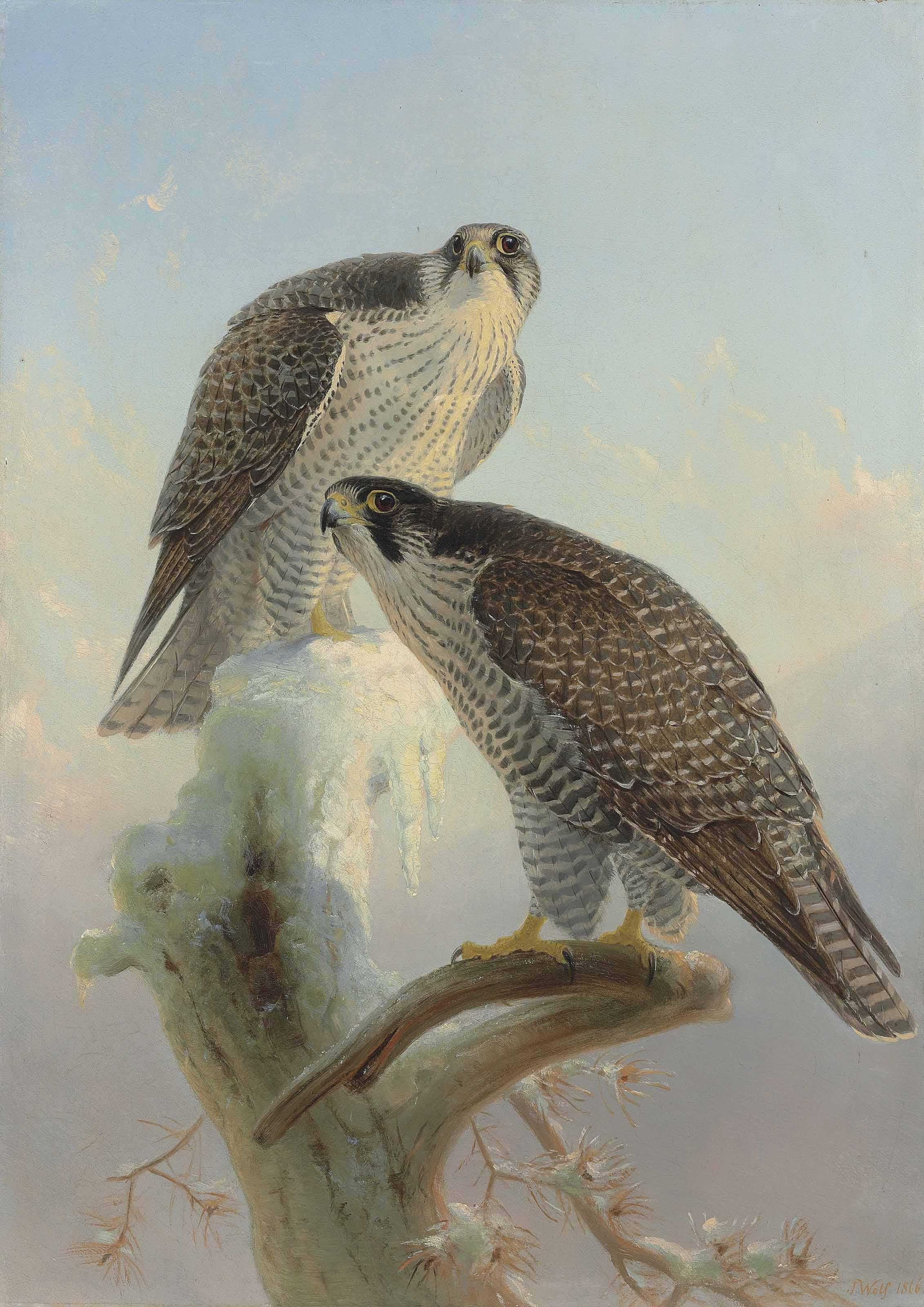 Joseph Wolf - Norwegian gyrfalcon