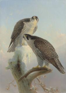 Joseph Wolf - Norwegian gyrfalcon