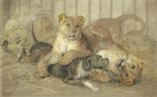 Joseph Wolf - Terrier playing with lions