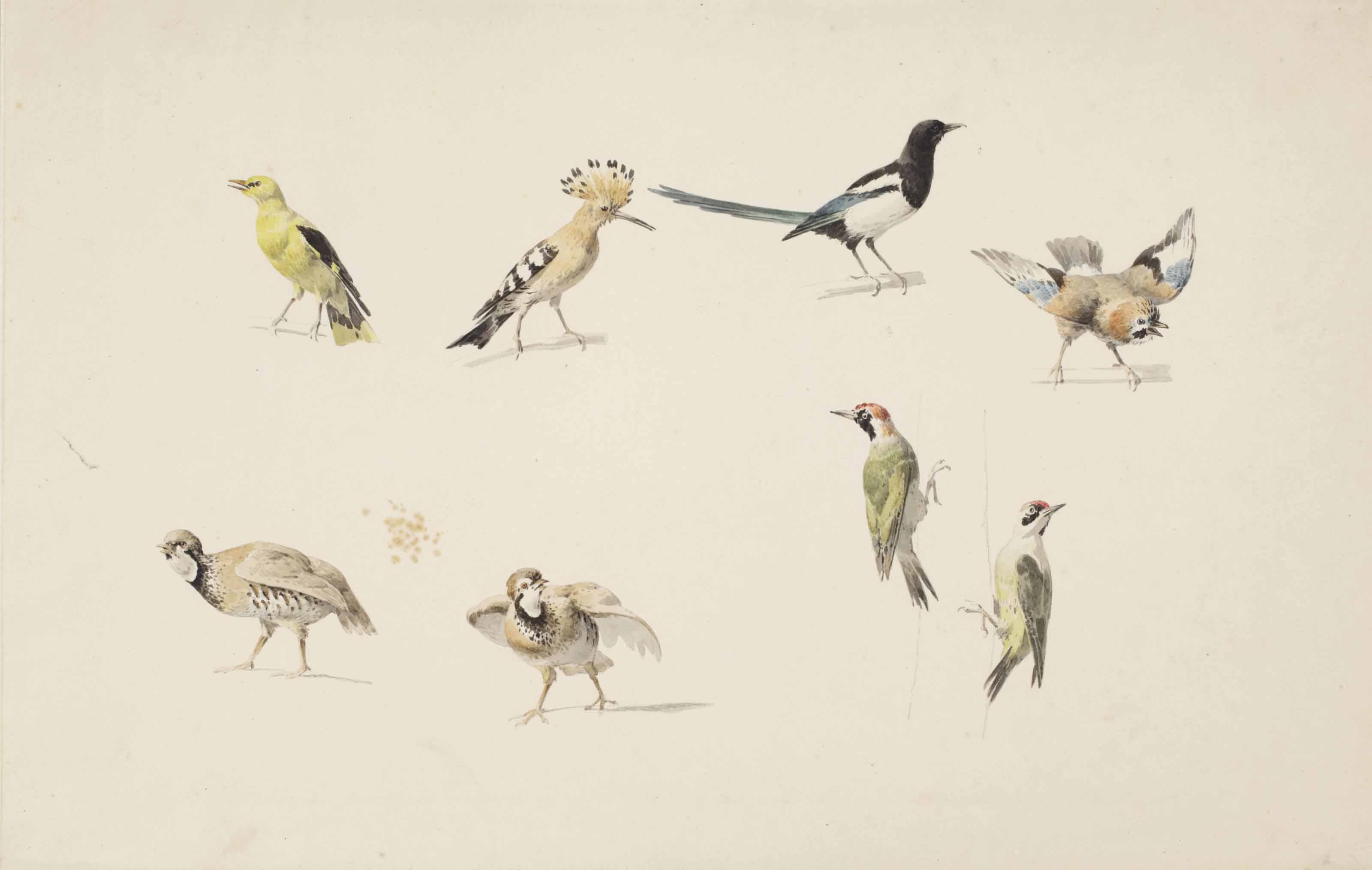 Josephus Augustus Knip - Studies of birds: a golden oriole, a hoopoe, a magpie, a jay, two red-legged partridge and two green woodpeckers