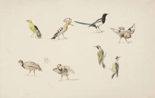 Josephus Augustus Knip - Studies of birds: a golden oriole, a hoopoe, a magpie, a jay, two red-legged partridge and two green woodpeckers