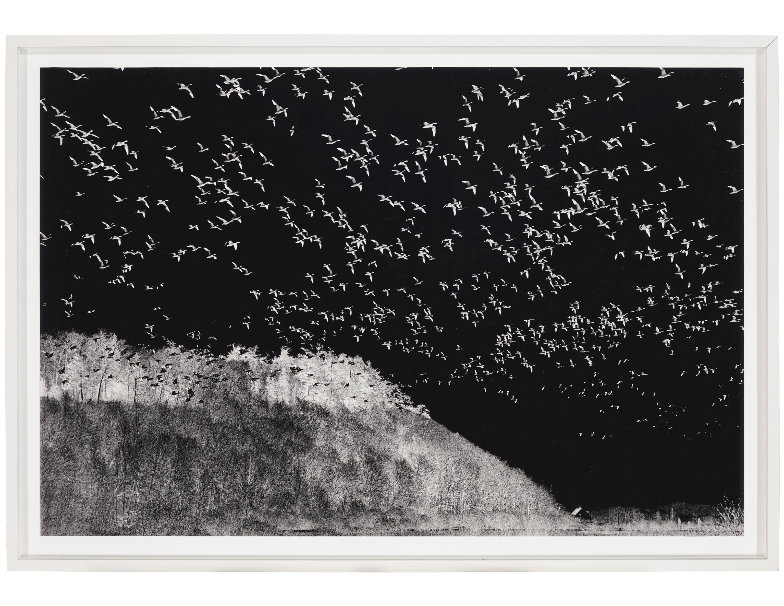 Judy Glickman Lauder - Bird Migration, Quebec, 1998